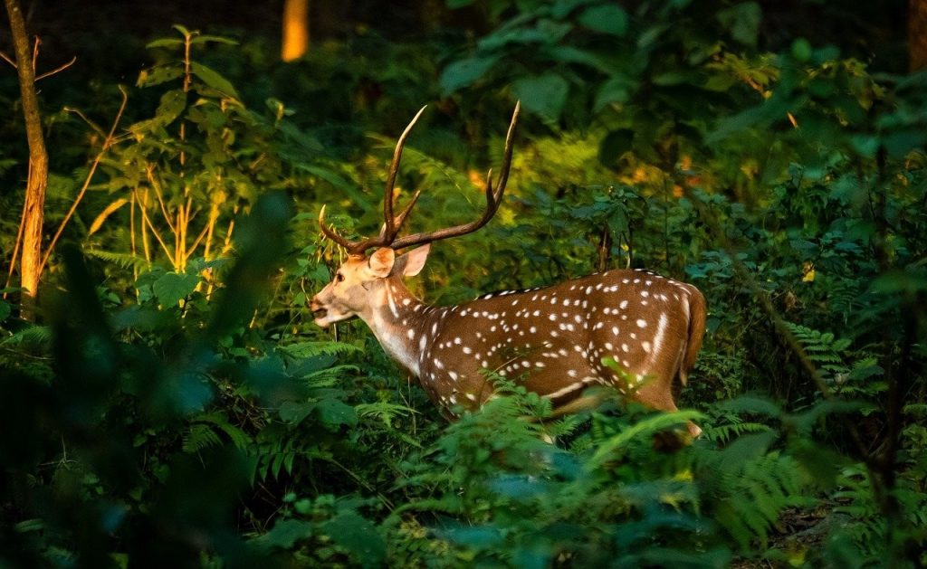 Deer grazing in Chitwan National Park during a Kathmandu to Chitwan bus journey.