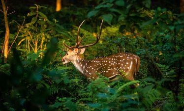 Deer grazing in Chitwan National Park during a Kathmandu to Chitwan bus journey.