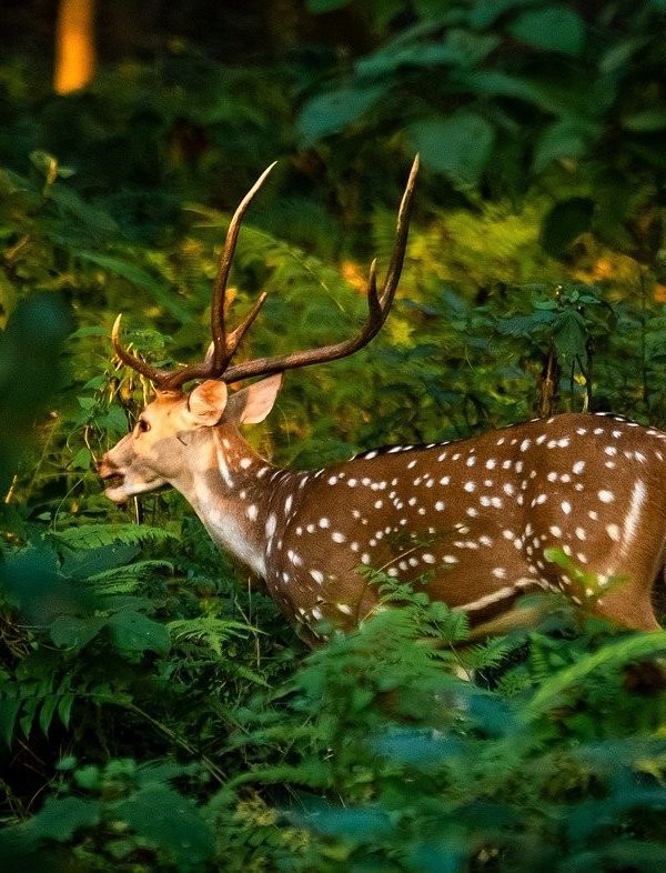 Deer grazing in Chitwan National Park during a Kathmandu to Chitwan bus journey.