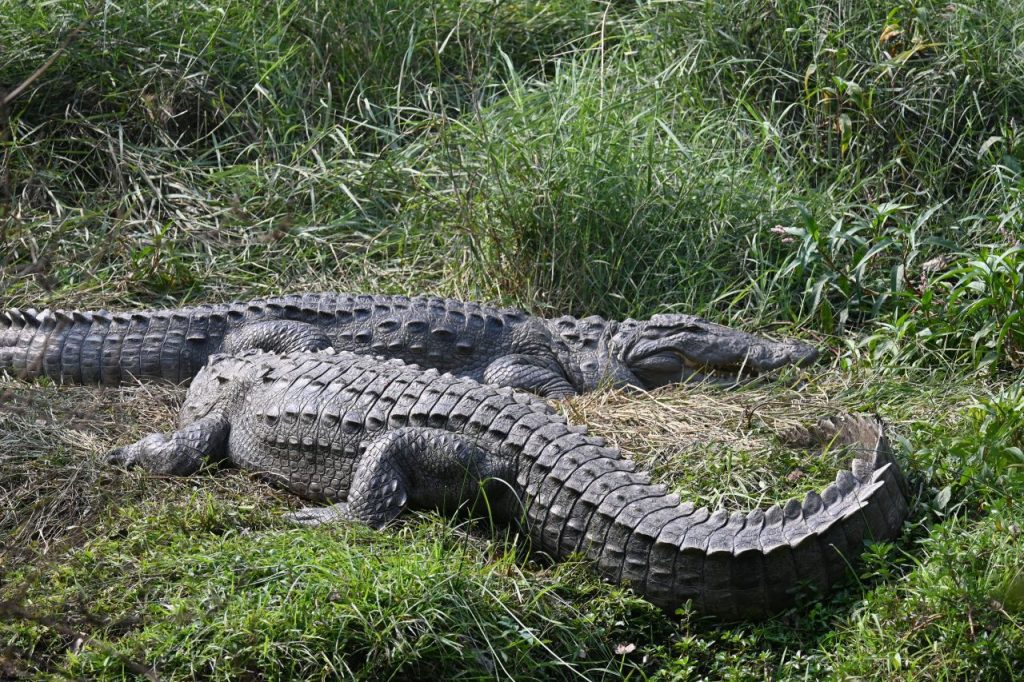 Chitwan national park alligator