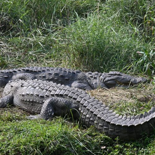 Chitwan national park alligator