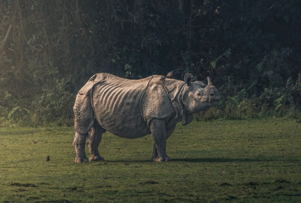 One horn Rhino