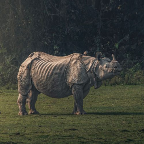 One horn Rhino